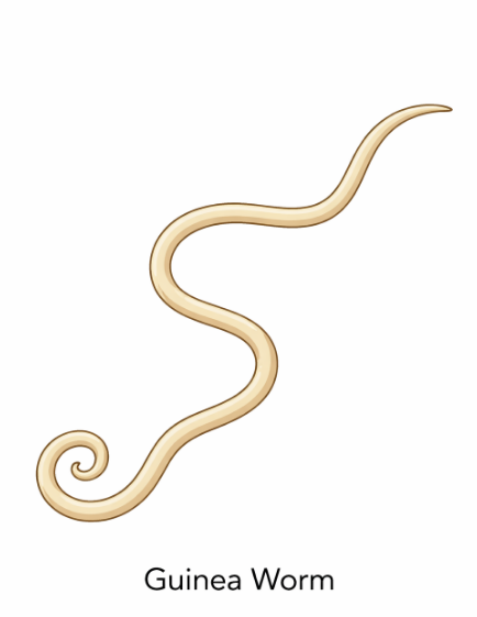 How Close Are We to Eradicating Guinea Worm Disease?