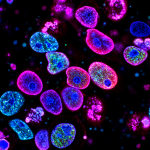 Preserving Evidence: The Case for Archiving Stem Cell Marketing Claims